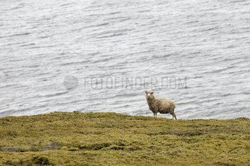 Sheep breeding free on Saunders island Falkland
