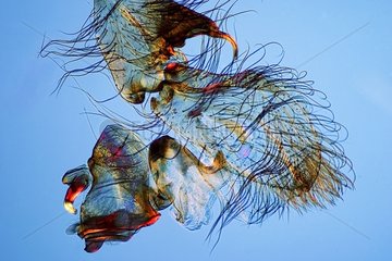 Detail of a pedipalp of spider male in polarized light