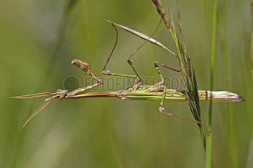 Mantis religiosa on the lookout on the grass Provence France