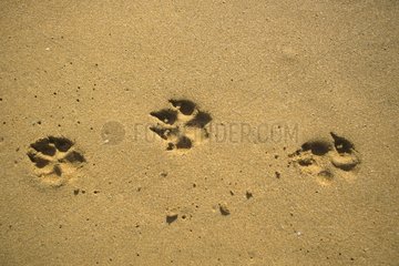 Empreintes de chien dans le sable