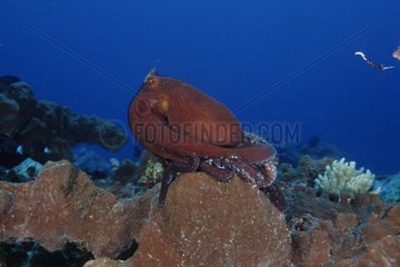 Indo-Pacific Day Octopus Gili Island Lombok Indonesia