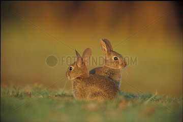 Two young rabbits in open field France