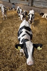 Holstein -Kalb in einem Stallstrohboden Deutschland