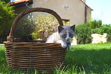 Kittens in a basket in a garden