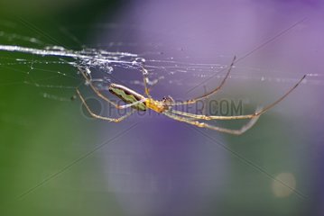 Four-jawed spider on its web