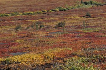 Paysage de toundra en automne Yukon Canada