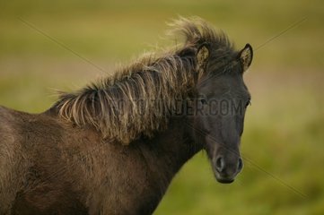 Isländisches Pony -Porträt sieht Island an