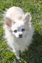 WeiÃŸer Chihuahua im Gras Frankreich