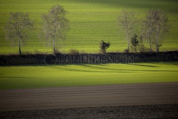 Baumhecke und sein Schatten auf einem Feld Marne Frankreich