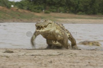 Nile crocodile out of the Pond of Bazoulé Burkina Faso