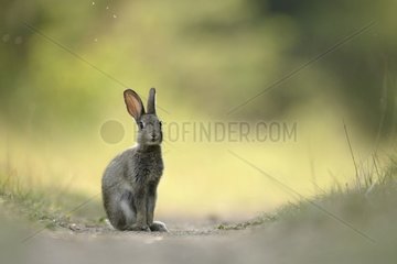 Garenne Kaninchen auf einem Weg im Wald von Verlust Frankreich