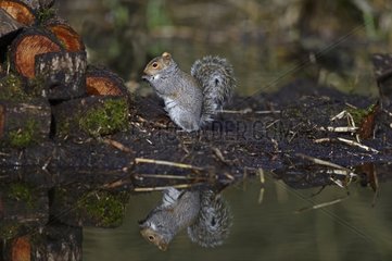 Grey squirrel at the water's edge - Norfolk UK