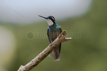 Hummingbird on a branch Costa Rica