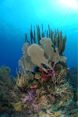Gorgones Corail mou et Eponges à faible profondeur Belize