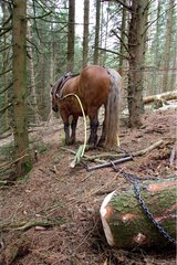 Hauling in forest with a draught horse Comtois Vosges