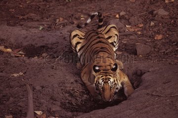 Tigre du Bengale buvant Bandhavgarh PN Inde
