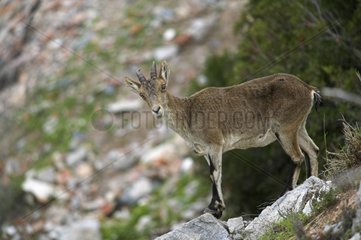 Spanischer Ibex auf einem Rock Sierra de Gredos Spanien