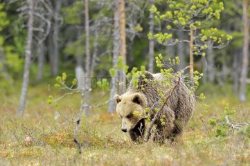 Brown Bear walking in the taiga Martinselkonen Finland
