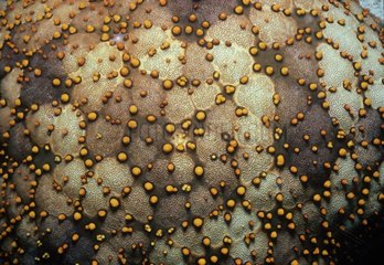 Close-up of skin on a Cushion Star Ningaloo Reef Australia