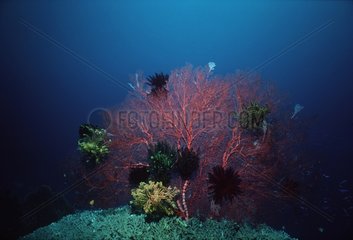 Crinoids on Gorgonian Coral Papua New Guinea Bismarck Sea