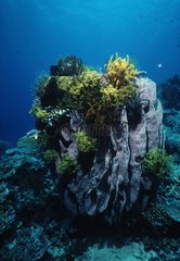 Crinoids perched on top of a Barrel Sponge New Britain Papua