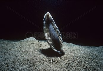 Sea pen in sand at night Papua New Guinea Bismarck Sea