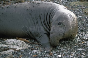 Jeune éléphant de mer du nord mâle au repos Mexique