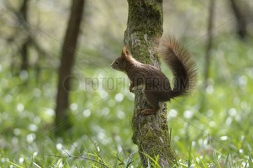 Red squirrel on a log in the woods in the spring France