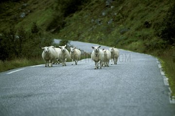 Schafe auf der Norwegenstraße