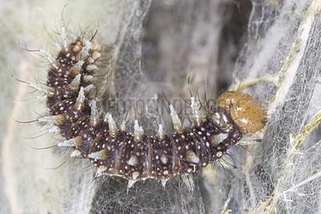 Ppaon butterfly caterpillars of the day during metamorphosis