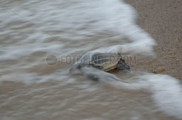 Young Leatherback having found the ocean Guyana