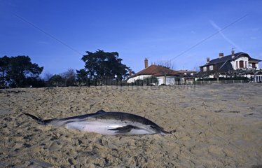 Dolphin grounded to a beach of Cap Ferret France