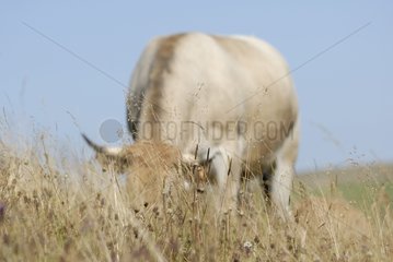 Aubrac Cow in summer on the Aubrac plateau France