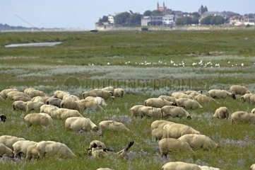 Sheep herd in salt marshes Baie de Somme France