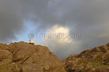 Sheep on a rocky promontory Ireland