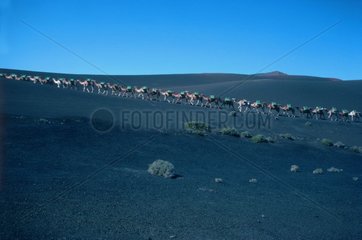 PN Camel Caravan von Timanfaya Ile Lanzarote