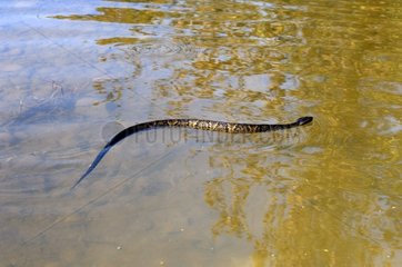 Western Cottonmouth swimming Lake Fausse-Pointe
