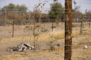 Dead zebra between two electric fences Botswana [AT]