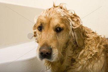 Chien Golden Retriever avec du shampoing sur la tête