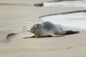 Young Harbor Seal failed and lost on a beach France