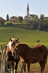 Comtois horses in a meadow Maîche Plateau Jura France