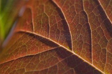 Detail of an autumn leaf in a garden
