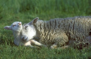 Ewe and its lamb laying down in grass