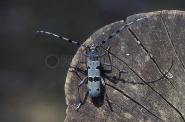 Longhorn beetle on a log Mont Phalakron France