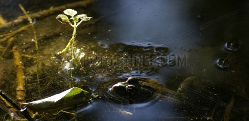Marsh Frog in water