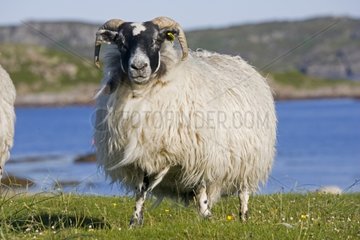 Scottish Blackface Sheep Isle of Mull Scotland