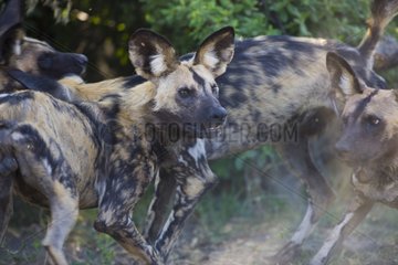 African wild dogs playing Moremi Okavango Delta