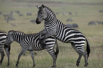 Grants Zebra im Reservat von Masaï Mara Kenia