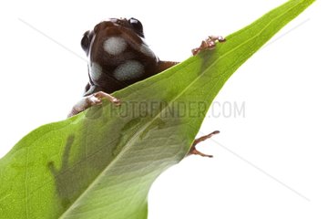 Marañón Poison Frog from northern Peru in studio