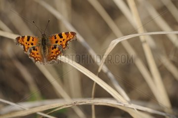 Comma butterfly warming his wings at the end of winter
